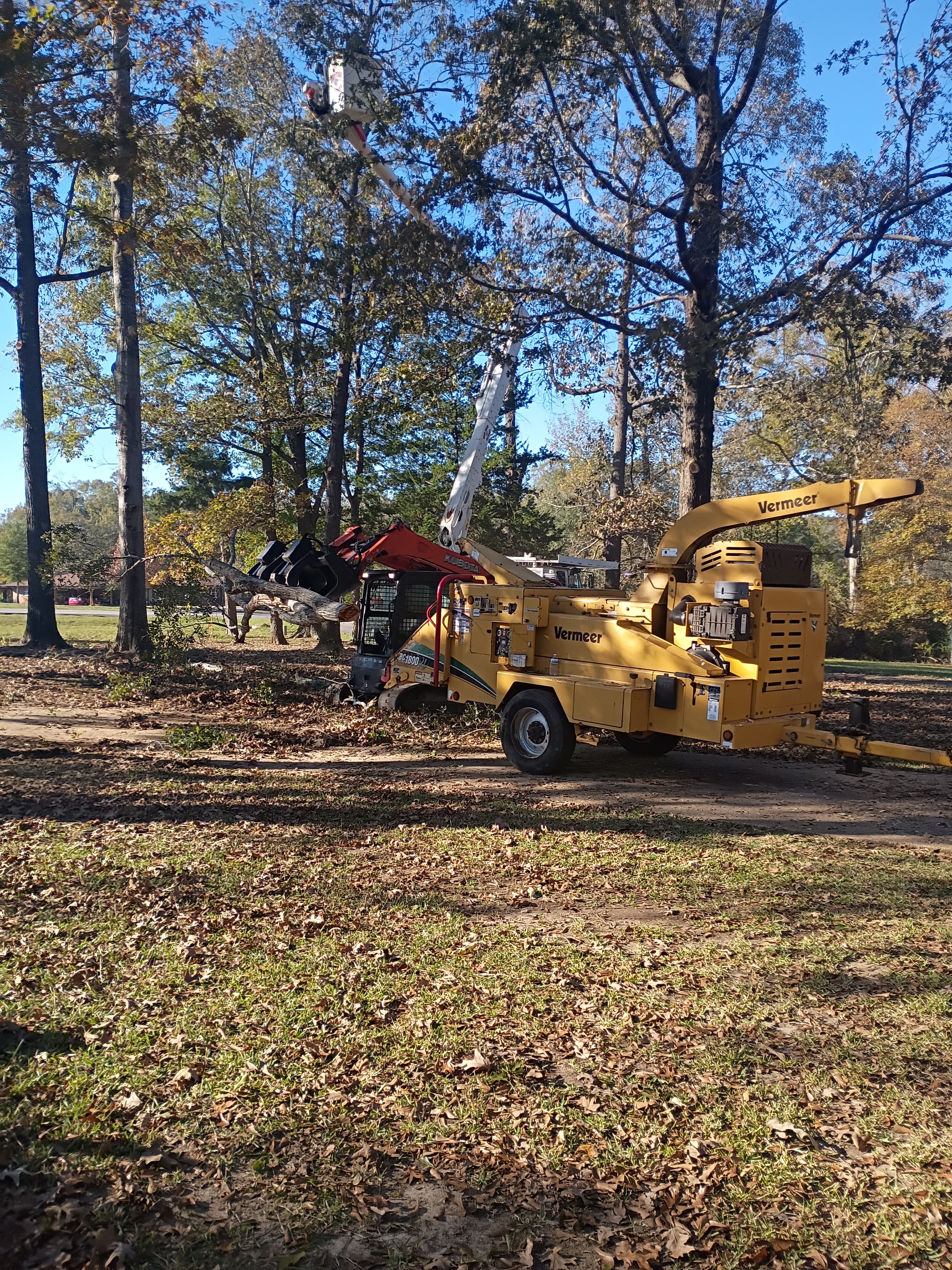 Tree removal