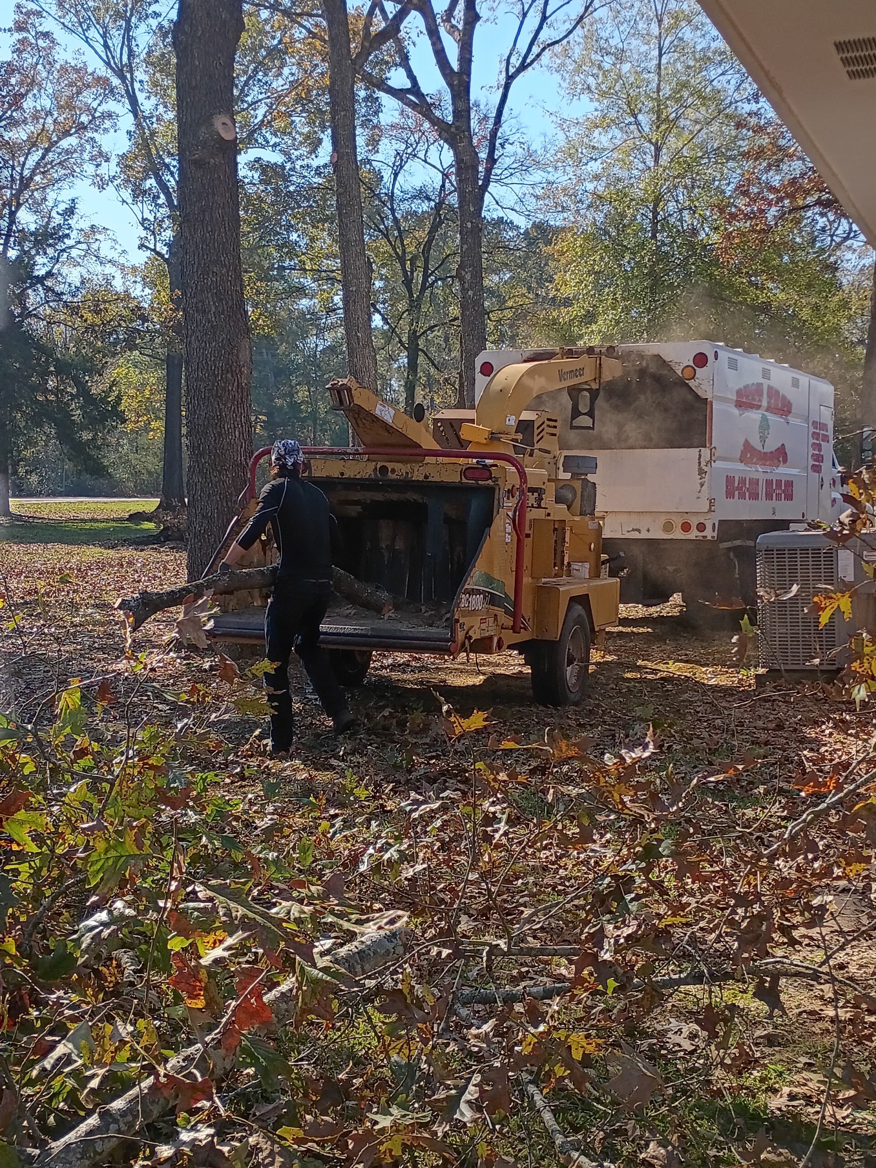 Tree trimming